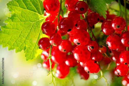 Photo Redcurrant. Ripe and Fresh Organic Red Currant Berries Growing