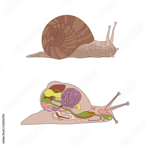 zoology, anatomy, morphology, cross-section of snail