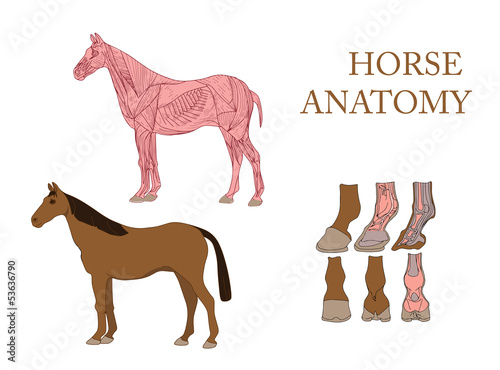 zoology, anatomy of horse, cross-section muscles and hoof