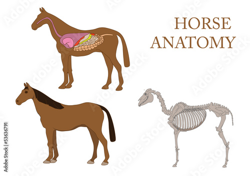 zoology, anatomy of horse, cross-section and skeleton