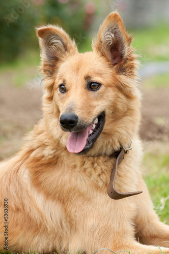 Basque shepherd dog portrait