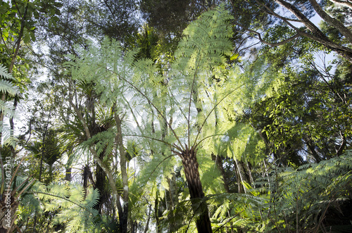 New Zealand Plants - Silver tree fern photo