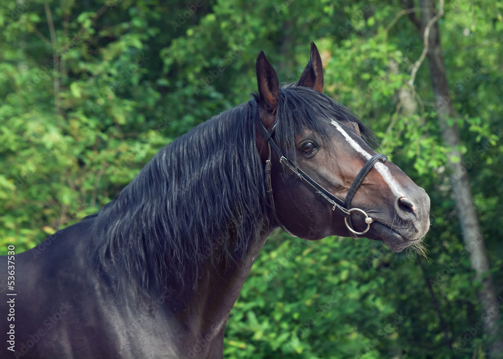beautiful breed stallion at forest background beautiful breed stallion at forest background
