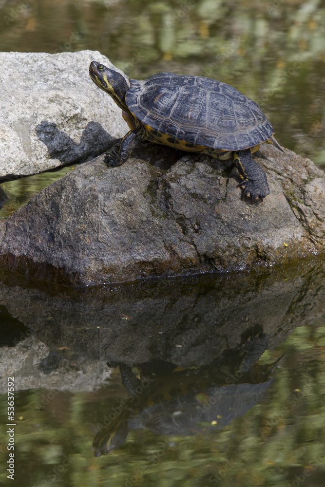 portrait of a turtle portrait of a turtle