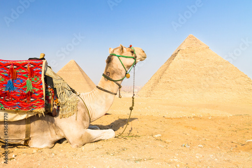 Camel at Giza pyramides, Cairo, Egypt.