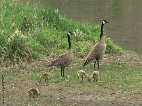 Canadian geese with gosling