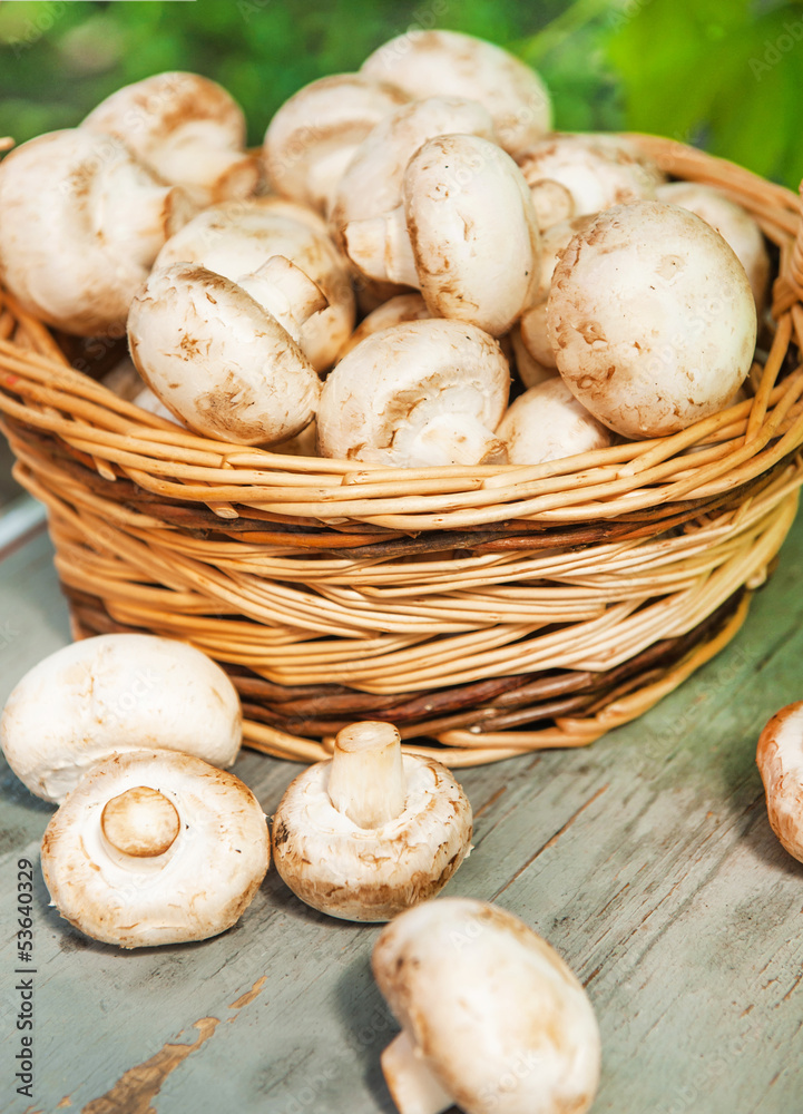 Champignon mushrooms with white variety on wooden table Champignon mushrooms with white variety on wooden table