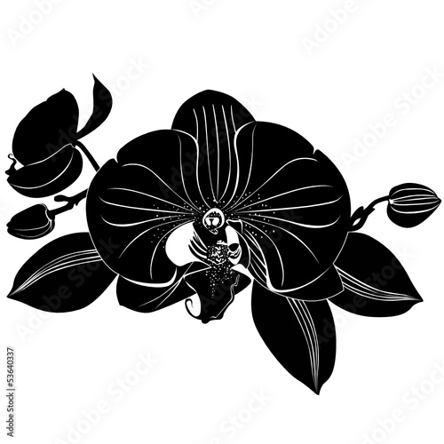 Fototapeta Naklejka Na Ścianę i Meble -  Orchids flowers it is isolated