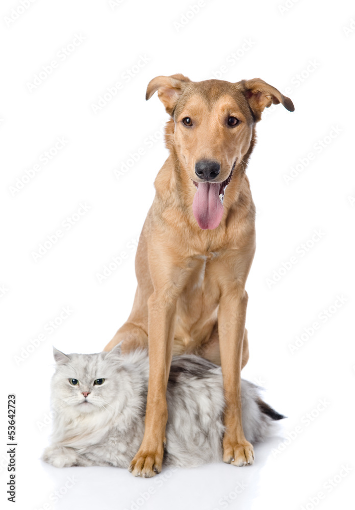 dog protects a cat. looking at camera. isolated on white 