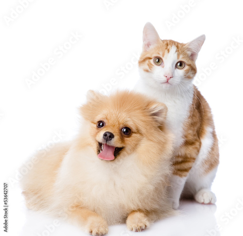 orange cat and dog. dog looking at camera. isolated on white  © Ermolaev Alexandr
