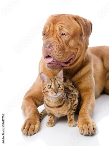 Fototapeta Naklejka Na Ścianę i Meble -  Dogue de Bordeaux (French mastiff) and Bengal cat 