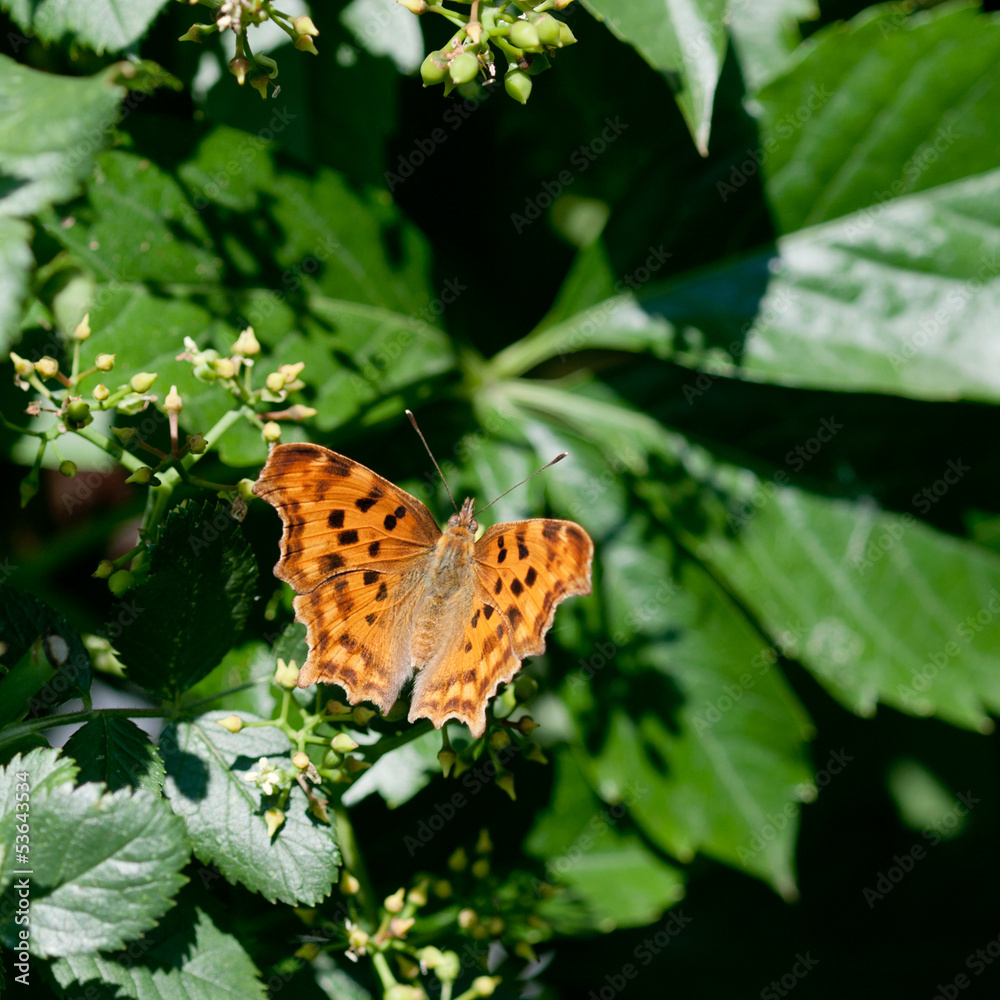 Obraz premium Kaisermantel