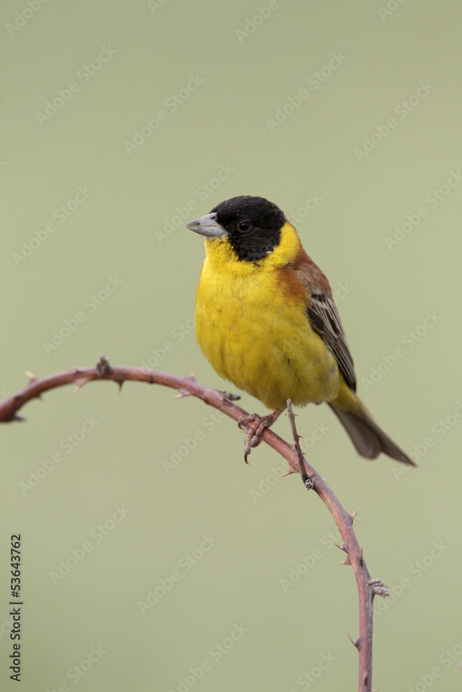 Black-headed bunting, Emberiza melanocephala, male Black-headed bunting, Emberiza melanocephala, male
