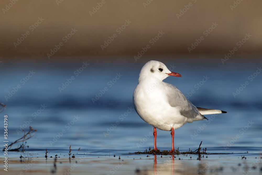 Black-headed gull, Larus ridibundus, Black-headed gull, Larus ridibundus,