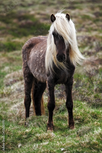 Fototapeta Naklejka Na Ścianę i Meble -  Iceland horse