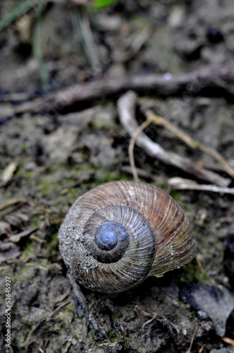 Snail in the forrest