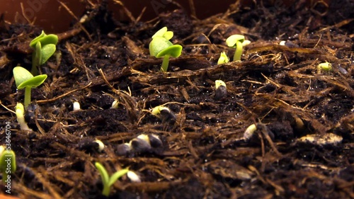 Germogli in Timelapse