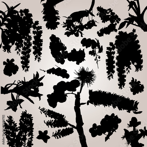 Plant collection vector 0055