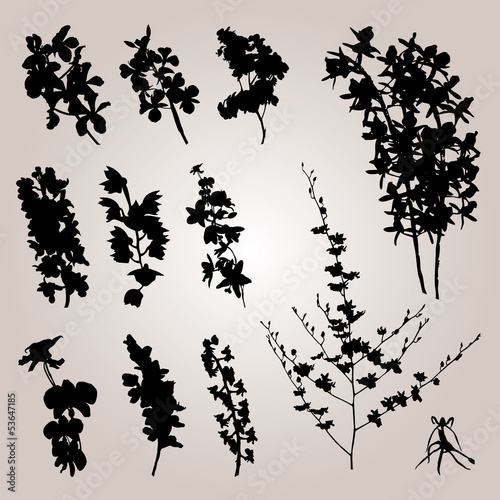 Plant collection vector 0060