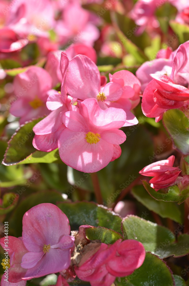 Obraz premium pink begonia flower plants , selective focus