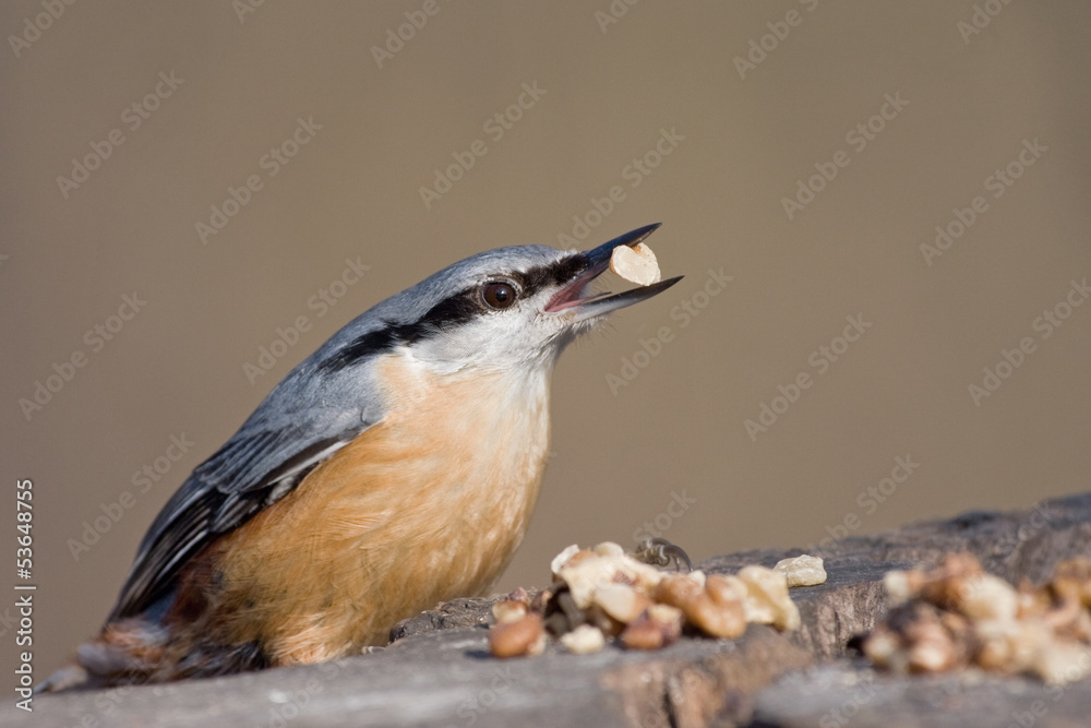 Fototapeta premium Kleiber