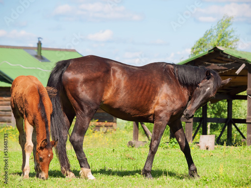 little foals with mom. sunny day