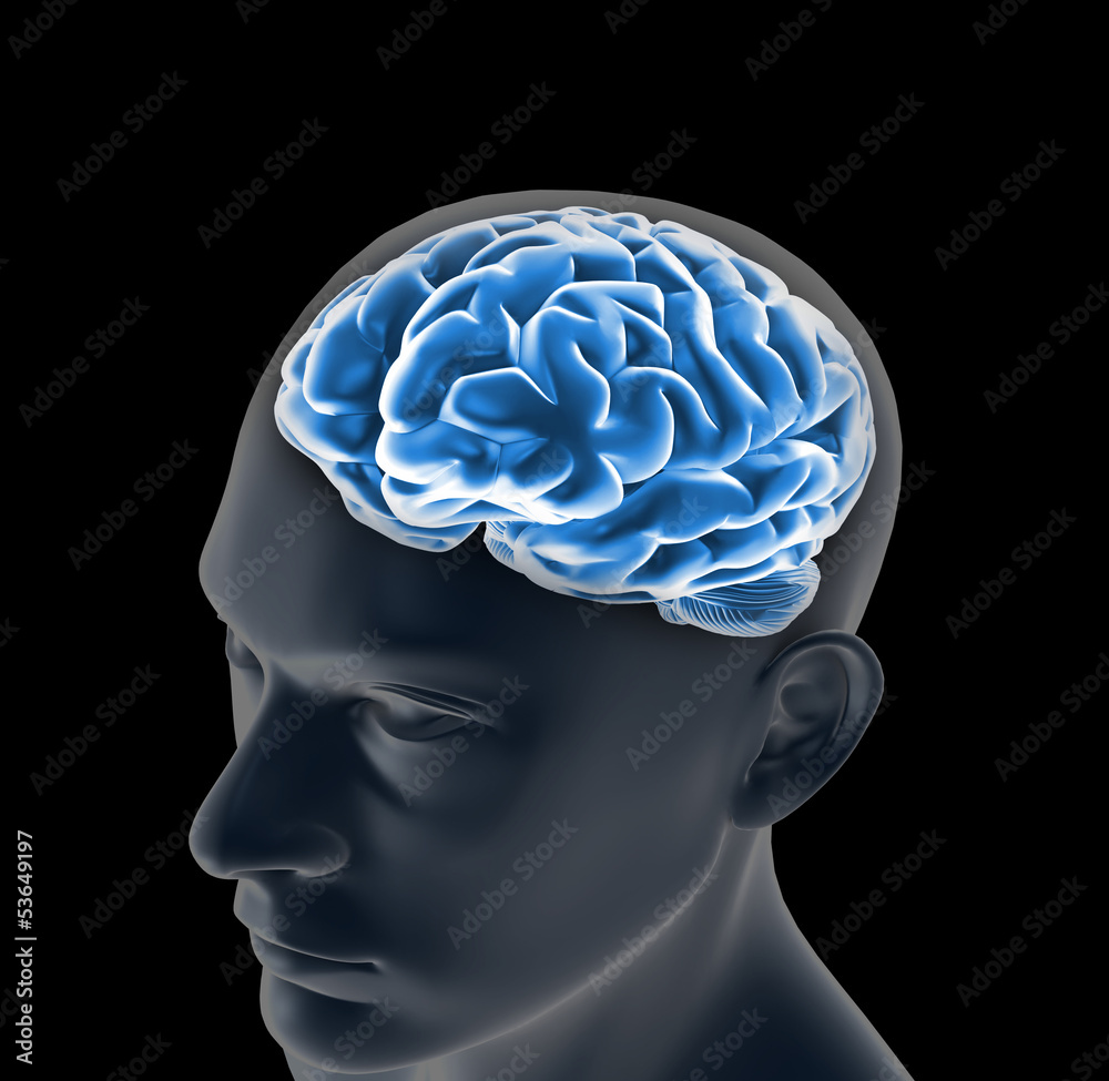 Obraz premium Male anatomy of human brain