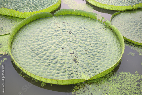 Fototapeta Naklejka Na Ścianę i Meble -  Huge floating lotus,Giant Amazon water lily,Victoria amazonia