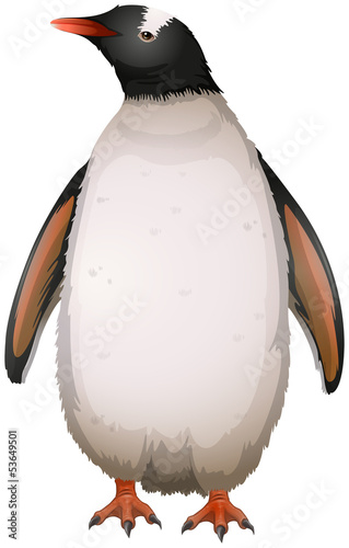 Gentoo Penguin