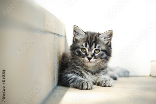 Fototapeta Naklejka Na Ścianę i Meble -  kitten relax