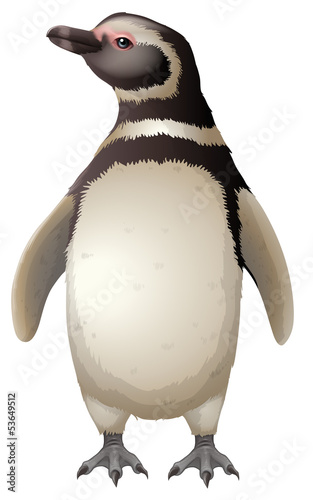 Magellanic Penguin