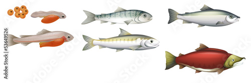 Life Cycle of Salmons