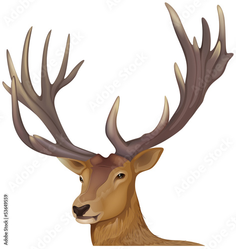 A male deer