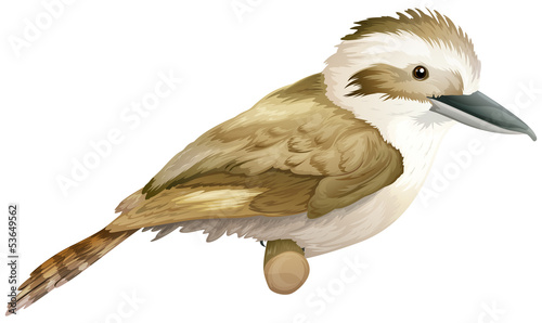 Kookaburra photo