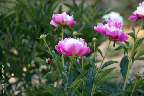Fototapeta Naklejka Na Ścianę i Meble -  peonie