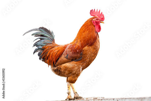 Fototapete Colorful Rooster  On White background