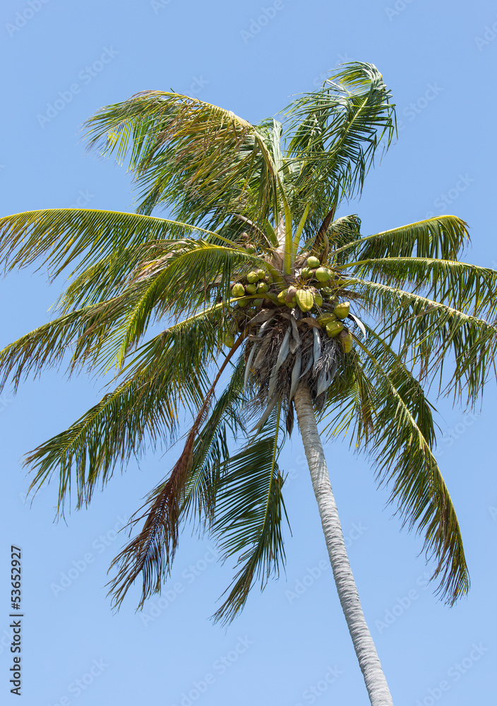 Windblown Coconut Palm Windblown Coconut Palm