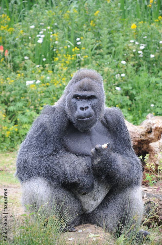 Male Silverback Western Lowland Gorilla sat eating