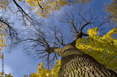 Blue sky and tree without leaves in autumn photo