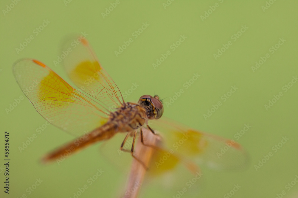 Yellow dragonfly Yellow dragonfly