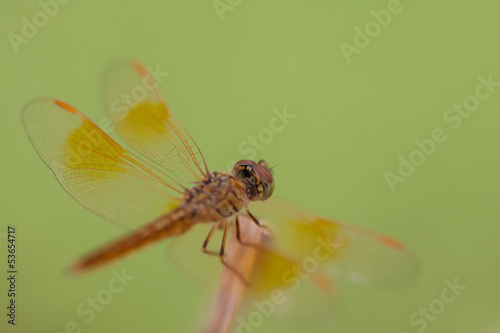 Yellow dragonfly © japhoto