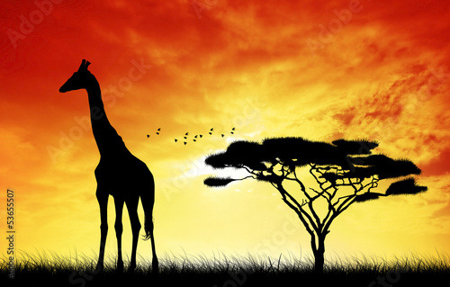 Giraffe at sunset