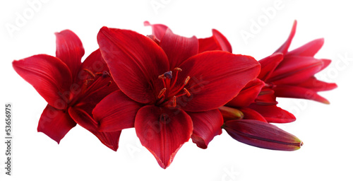 Red lily flowers, isolated on white background.