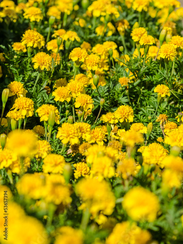 Yellow Tagetes Field