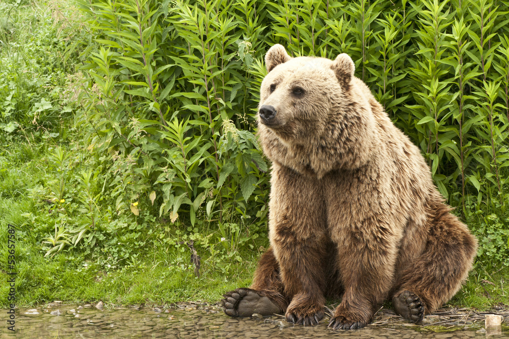Fototapeta premium Kodiak bear