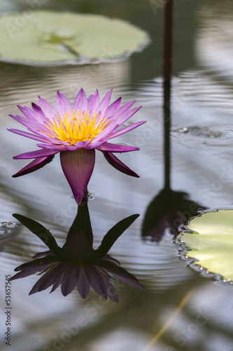 Fototapeta Naklejka Na Ścianę i Meble -  Seerose (Nymphaea) im Teich