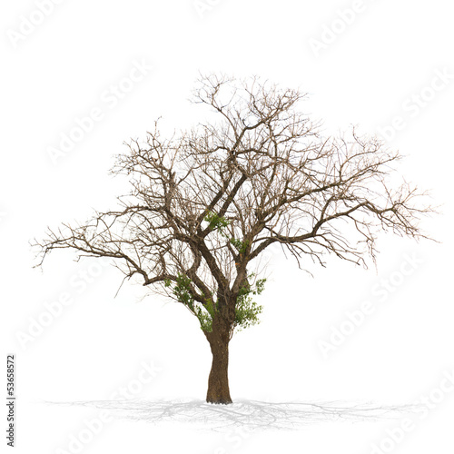 Dry dead tree isolated on white .