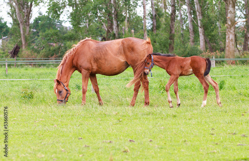 Baby horse and mare equine