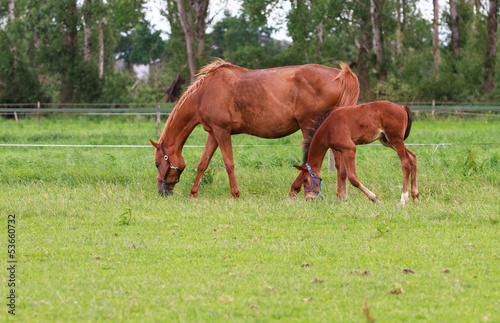Baby horse and mare equine © arihen