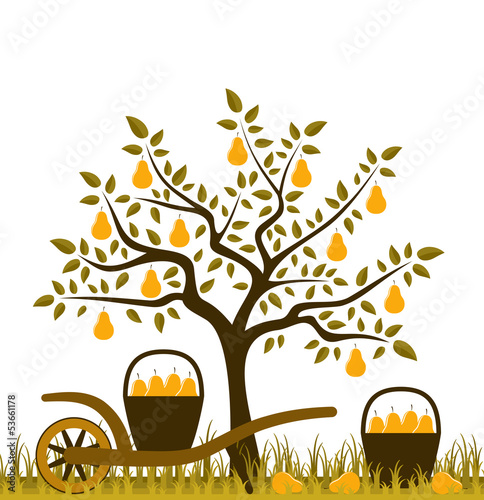 pear harvest